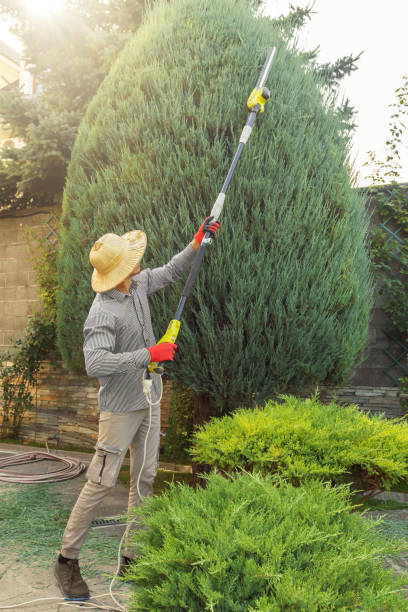 Garden City, SC Tree Removal and Landscaping Services Company